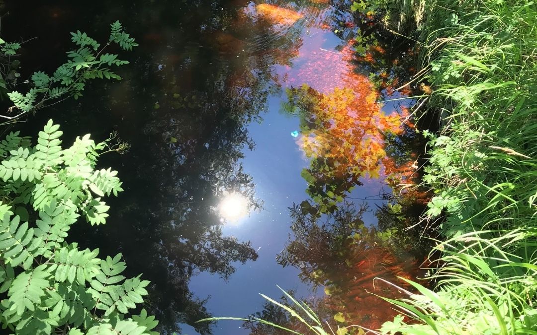 Authentisch spiegeln sich Sonne und Bäume im Wasser